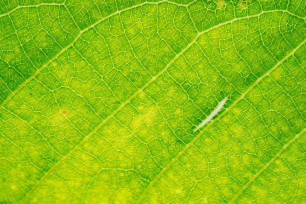 美丽的绿叶在大自然的概念图片下载