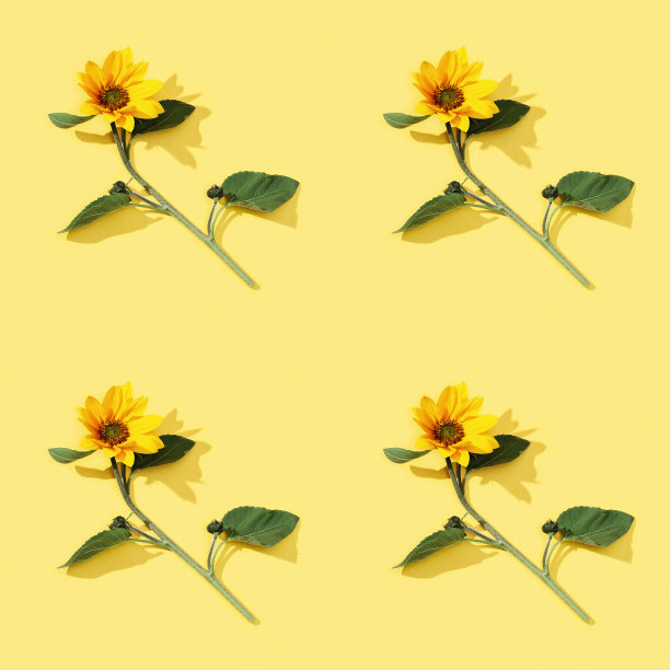 从黄色向日葵无缝规则图案。秋高气爽，鲜花盛开。图片下载