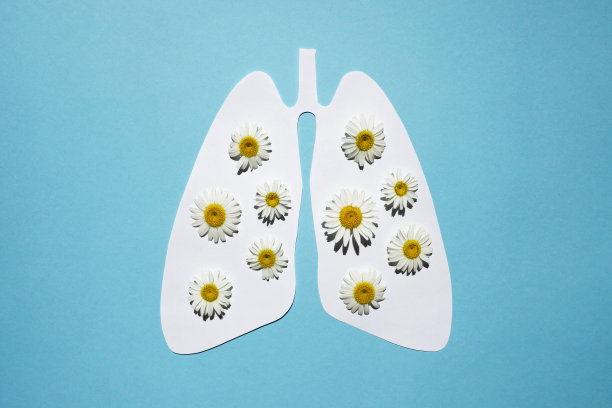 纸肺上的蓝色背景和天然药用甘菊花。健康呼吸的概念。肺结核的一天。图片下载