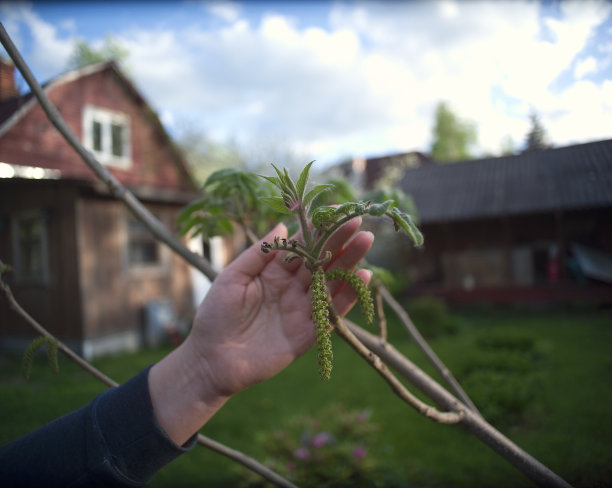 年轻的树树枝图片下载
