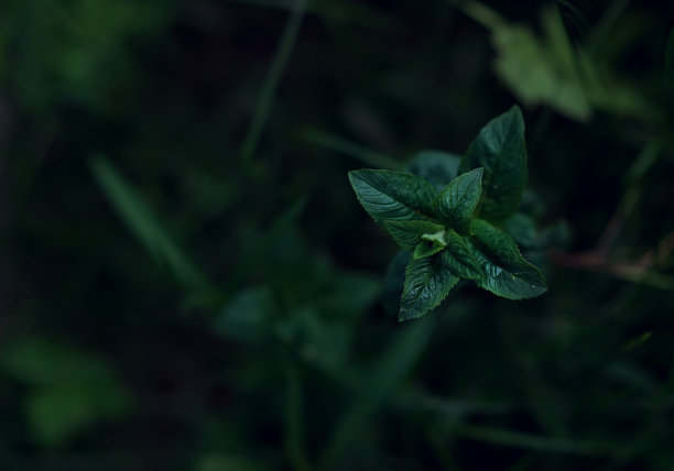 近景的自然，以绿叶和棕榈树为背景。平面，深色自然概念，热带叶。选择性聚焦，艺术模糊，低调的照片图片下载