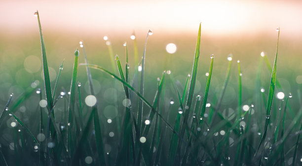 夏日背景，绿草上的露珠。图片下载
