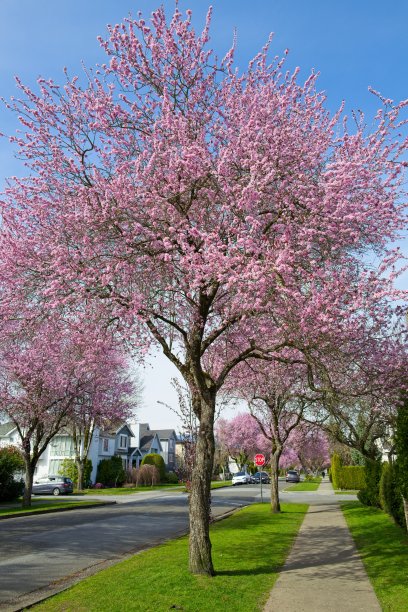粉红色的樱花在蓝天的映衬下绽放图片下载