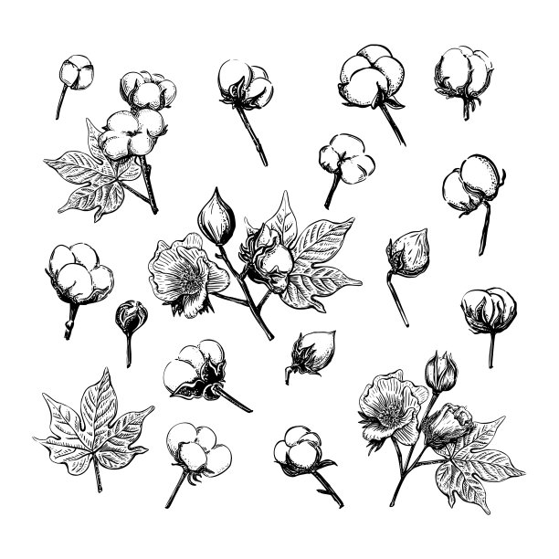 黑色设置素描棉花在复古风格图片下载