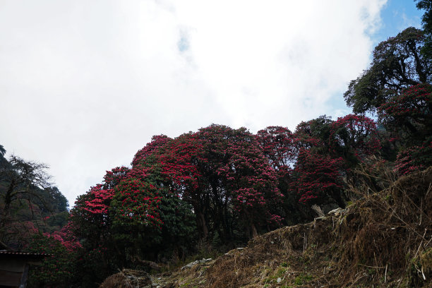自然景观杜鹃(杜鹃花)植物公园图片下载