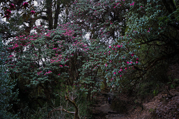 自然景观杜鹃(杜鹃花)植物公园图片下载