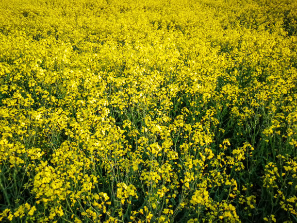 春野上有黄花油菜籽种植园图片下载