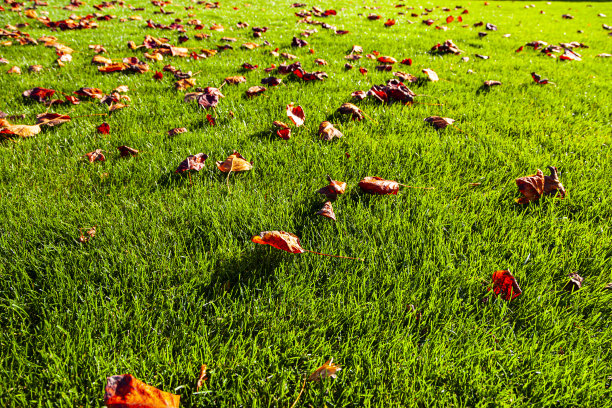 秋天在公园里。自然背景。图片下载