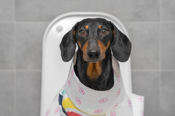 滑稽的腊肠狗穿着彩色t恤坐在用纸包裹的马桶上的肖像，正面，特写。日常卫生程序，消化问题和胃痛图片下载