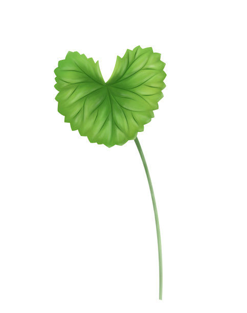 数字画叶的哥图科拉，亚洲一仙草，印度一仙草在白色的背景，草本和医学概念图片下载