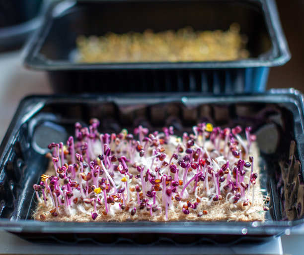 紫色微绿色的萝卜芽放在托盘或容器中。图片下载