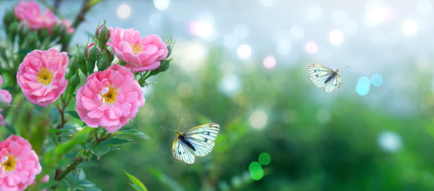 夏日鲜花banner：粉色玫瑰与飞舞的蝴蝶图片下载