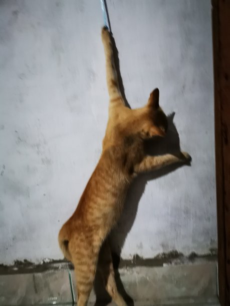 一只手被卡住的猫图片下载