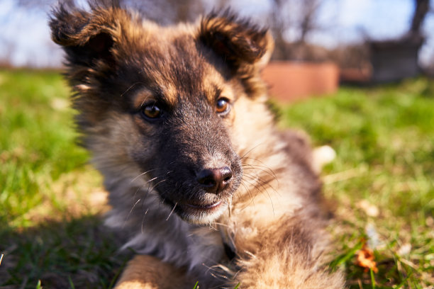可爱的小狗躺在草地上。家狗靠近户外图片下载
