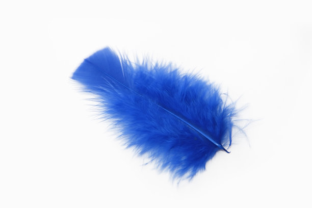 白色背景上柔软蓬松的鸟羽毛图片下载