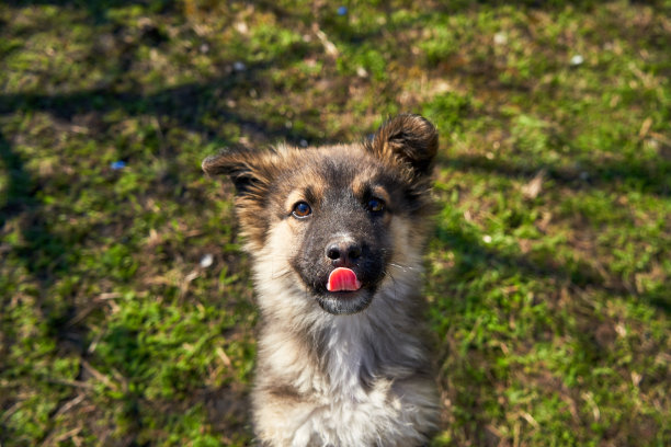 一个年轻的狗特写肖像。小狗看起来相机。背景是一个草坪与绿色的草图片下载