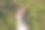 一个年轻的狗特写肖像。小狗看起来相机。背景是一个草坪与绿色的草图片下载