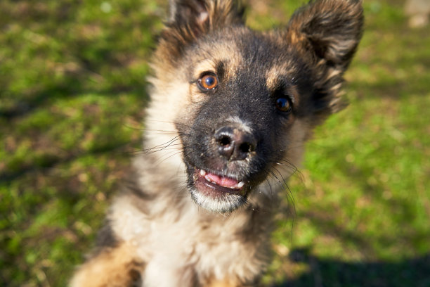 一个年轻的狗特写肖像。小狗看起来相机。背景是一个草坪与绿色的草图片下载