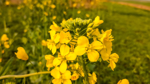 Yello芥花图片下载