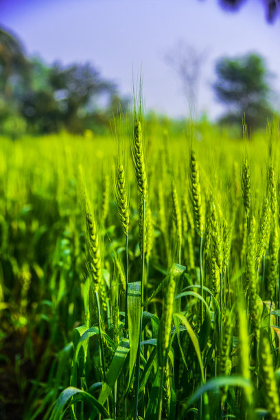 传统农村地区的小麦种植图片下载