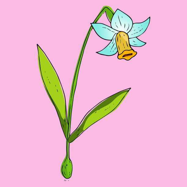 水仙花象征着春天的水仙花假日图片下载