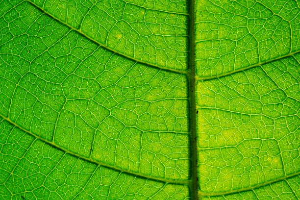 绿色叶子的摘要图片下载