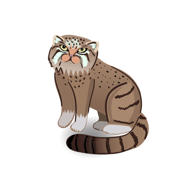 帕拉斯,野生的猫。一种生活在草原上的食肉动物。孤立在白色背景上。图片下载