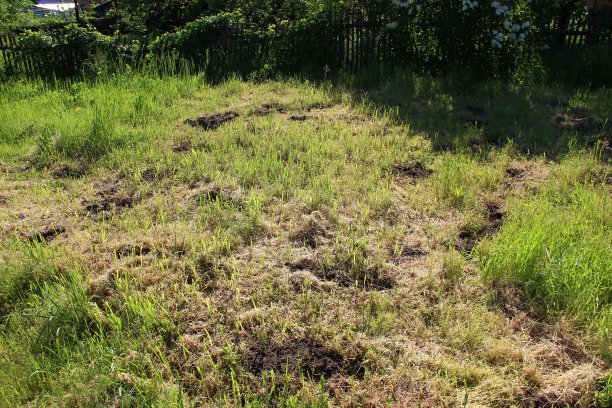 菜园里长满了野草图片下载