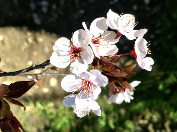 紫叶梅树的花图片下载