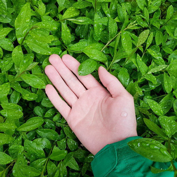 人与自然和谐共处的理念。手在绿叶上滴着雨滴图片下载