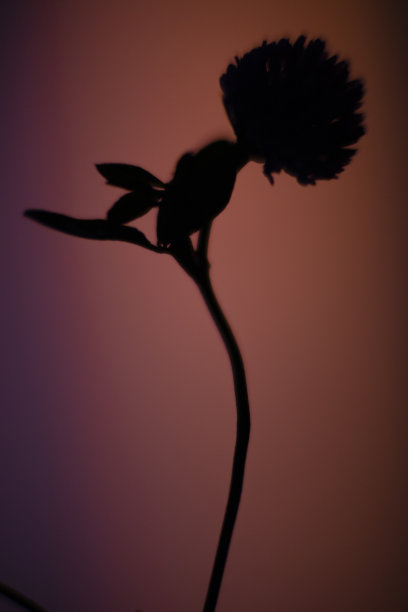 一朵花的剪影图片下载