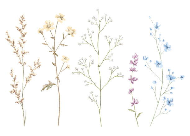 水彩复古系列草甸干花图片下载