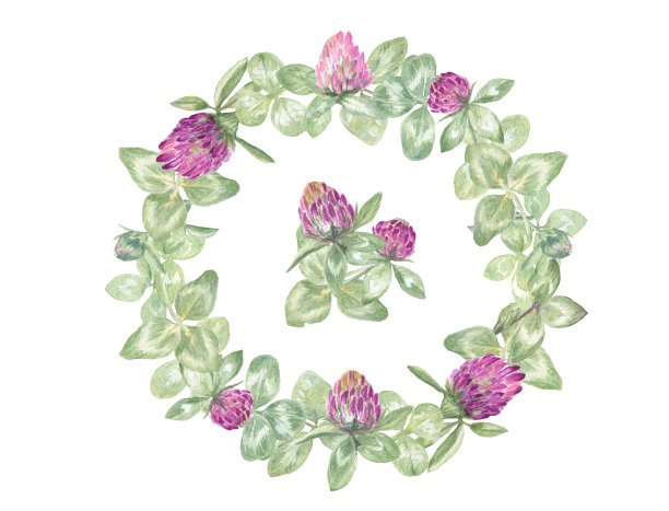 水彩画的三叶草花环，在白色孤立的背景上。优雅美丽的夏日插图。图片下载