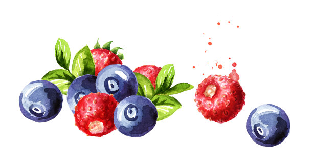 野生森林浆果，蓝莓和草莓。水彩手绘插图孤立的白色背景图片下载