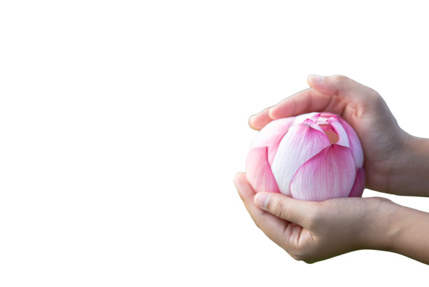 女人捧着一朵美丽的荷花，孤立地在白色的背景上剪着小路。图片下载