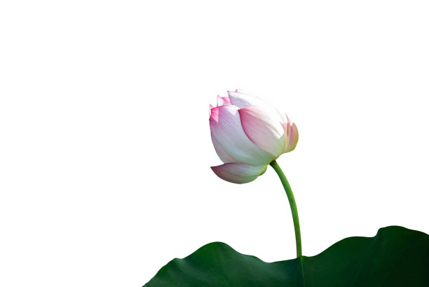 白莲花和叶孤立图片下载