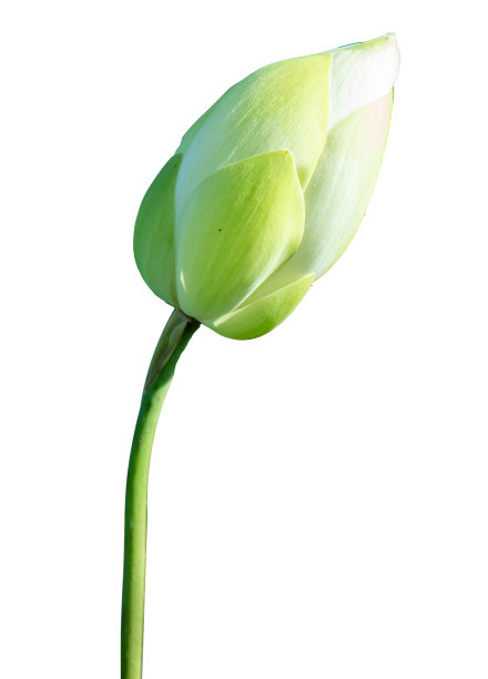 绿色的花朵莲花孤立在白色的背景。图片下载