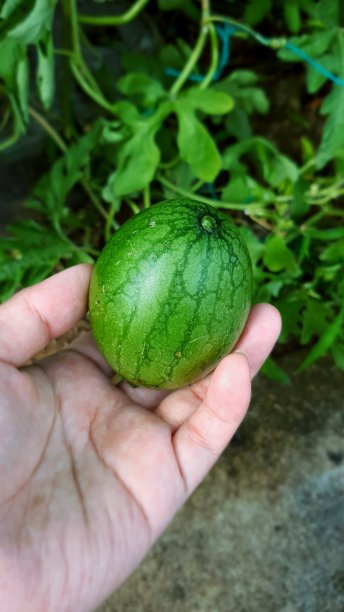 迷你西瓜图片下载