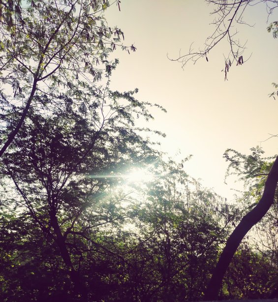 阳光的背景图片图片下载