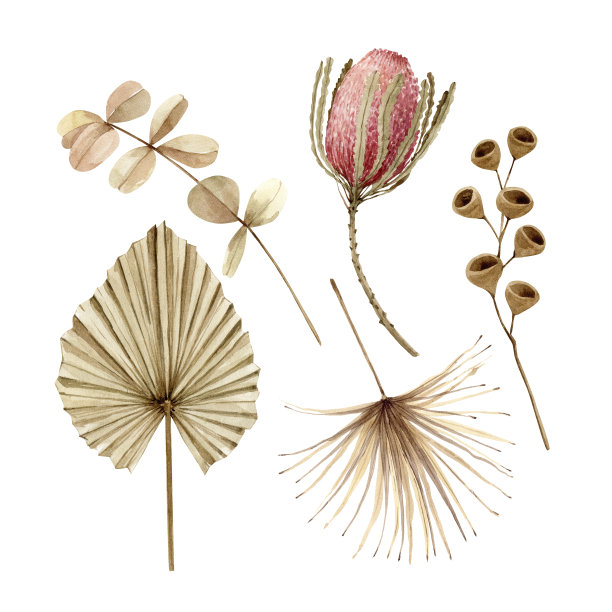 水彩植物干剪报。异域风情波西干花集，手绘。为婚礼请柬，贺卡和设计绘制插图。图片下载