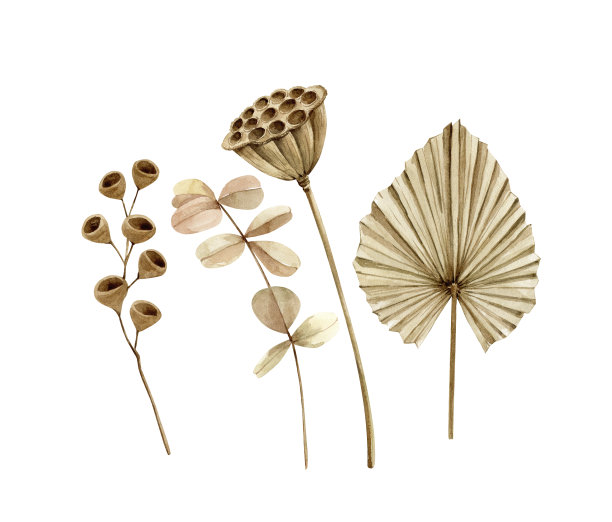 水彩植物干花剪贴画：异域风情干燥植物群，手绘，适用于婚礼请柬和卡片设计图片下载