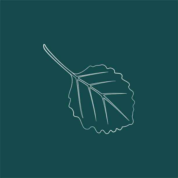 一片优美、轮廓分明的叶子。向量孤立的元素。绿色背景上的白线标志。园林植物。图片下载
