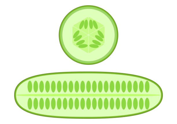 黄瓜和黄瓜片。白色背景上的矢量图形。图片下载