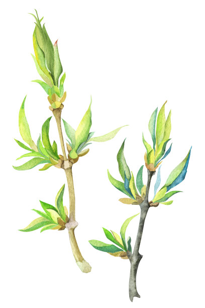 水彩画中白蜡树的春天树枝图片下载