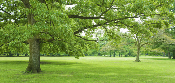 绿色的花园图片下载