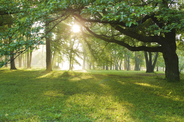 树的阳光图片下载
