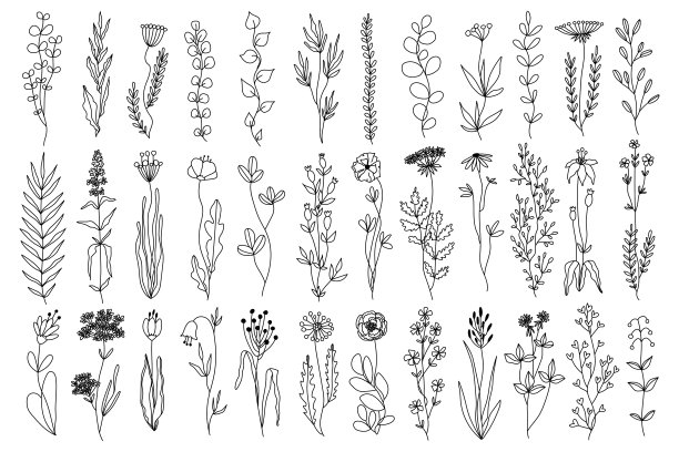 植物花和草药的媒介植物集。diy项目用的植物墨水画，贺卡，婚礼请柬。独立手绘花卉素描植物涂鸦花固定图片下载