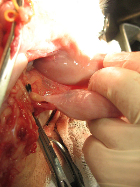 外科手术兽医在医学上提取内脏图片下载