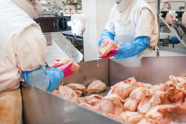 在一家养鸡厂工作的人们。传送带上的鸡。肉的工厂。图片下载