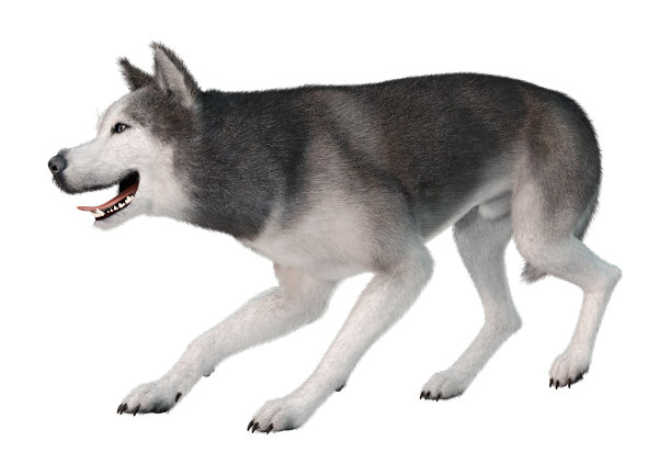 3D插图西伯利亚哈士奇狗在白色图片下载